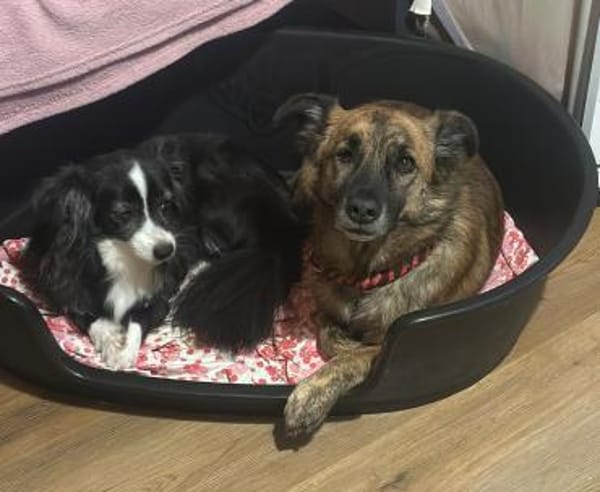 MARTI - liebevoller, sanfter Hundemann