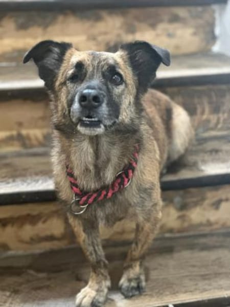 MARTI - liebevoller, sanfter Hundemann