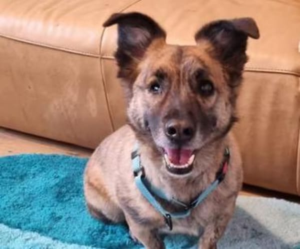 MARTI - liebevoller, sanfter Hundemann