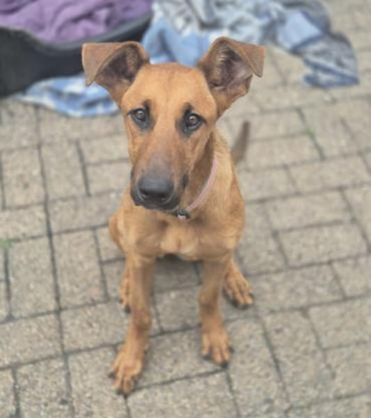 IMANI - zutrauliches, süßes Hundemädchen