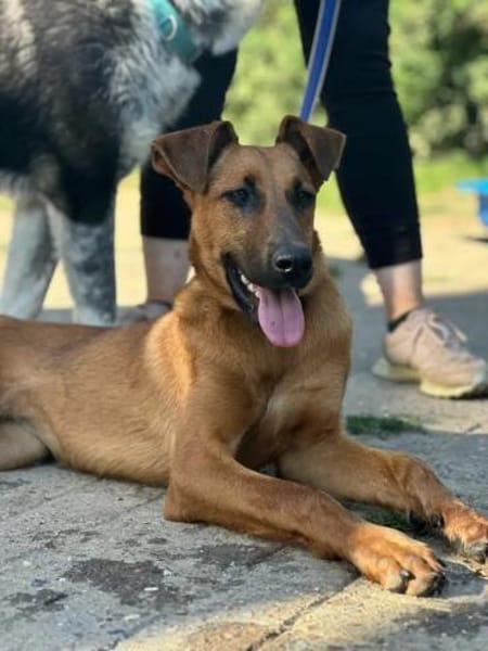 IMANI - zutrauliches, süßes Hundemädchen