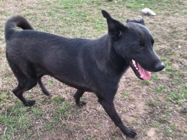 Noel kennt nur das Tierheim