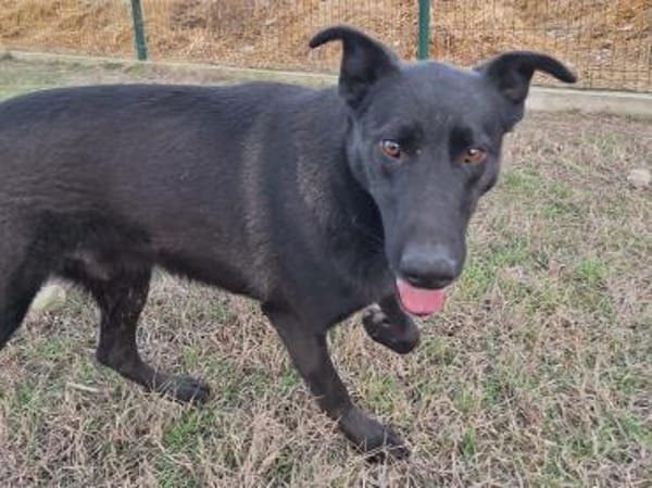 Noel kennt nur das Tierheim