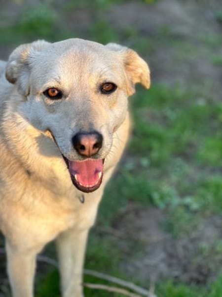 LEONARD - sanftmütiger, lieber Rüde