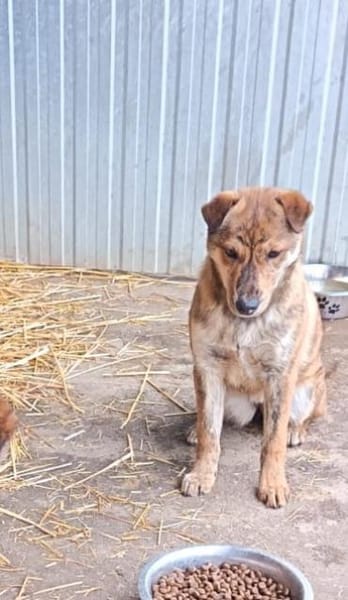 Bori sucht dringend ein Zuhause