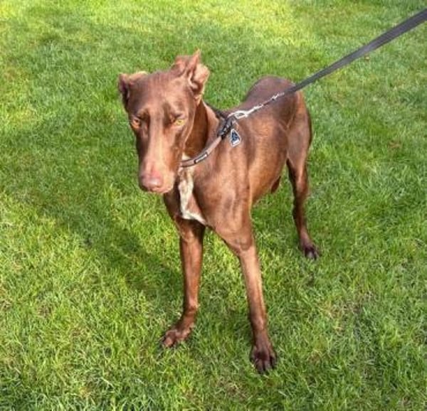 FOSKITO - SOS - in 47506 Neukirchen!