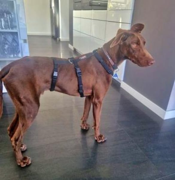 FOSKITO - SOS - in 47506 Neukirchen!