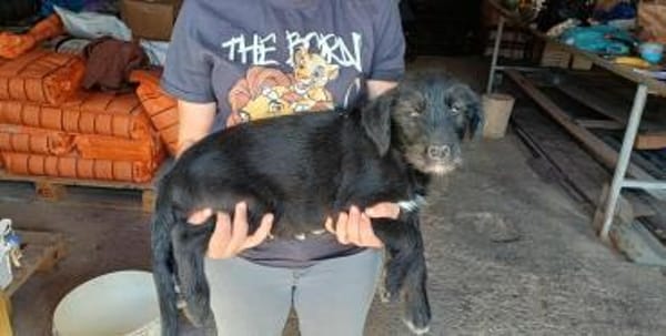 RUDY - (verspielt, liebevoll, jung)