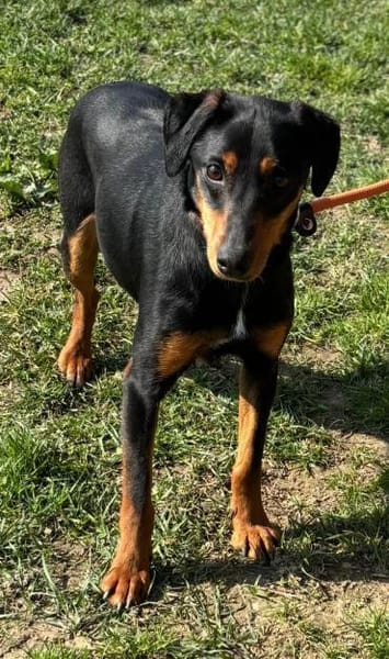 Freundlicher, sanfter Freddy sucht ....