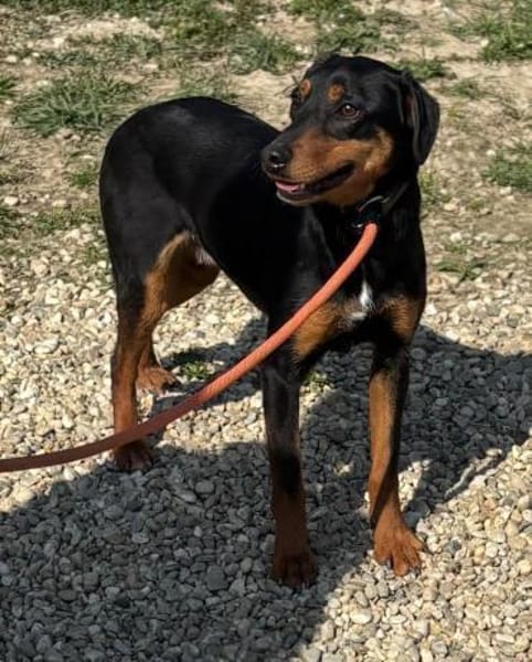 Freundlicher, sanfter Freddy sucht ....