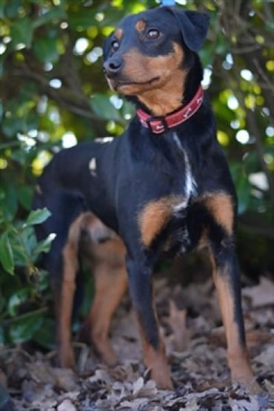 Freundlicher, sanfter Freddy sucht ....