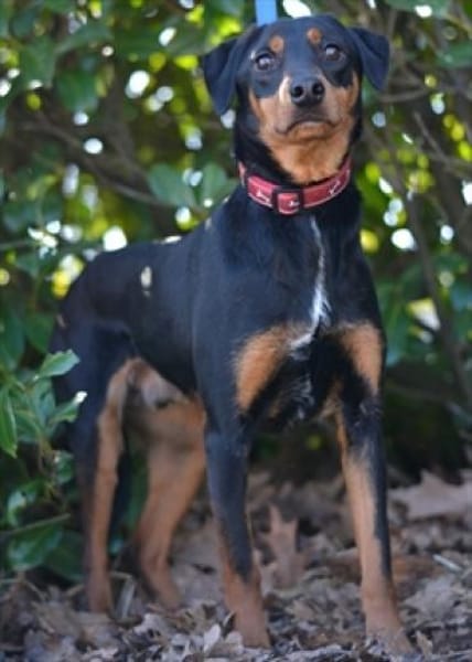 Freundlicher, sanfter Freddy sucht ....