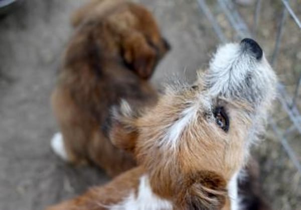 Lizu wünscht sich eine eigene Familie