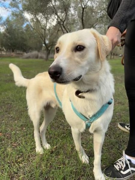 Lobo sucht seine Menschen