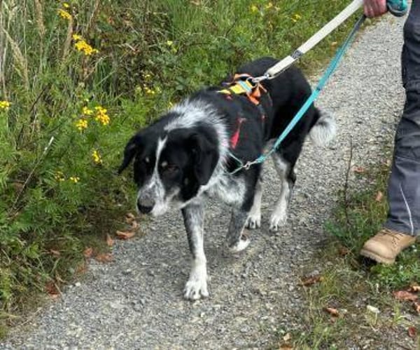 BALU - aufgeweckter, junger Rüde