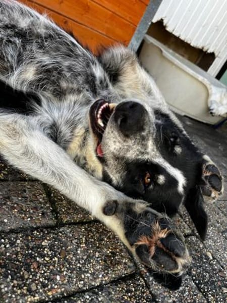 BALU - aufgeweckter, junger Rüde