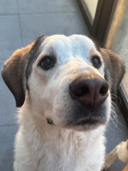 LEOPOLD - aufgeweckt, freundlich, sozial