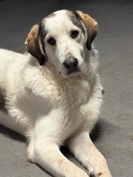 LEOPOLD - aufgeweckt, freundlich, sozial