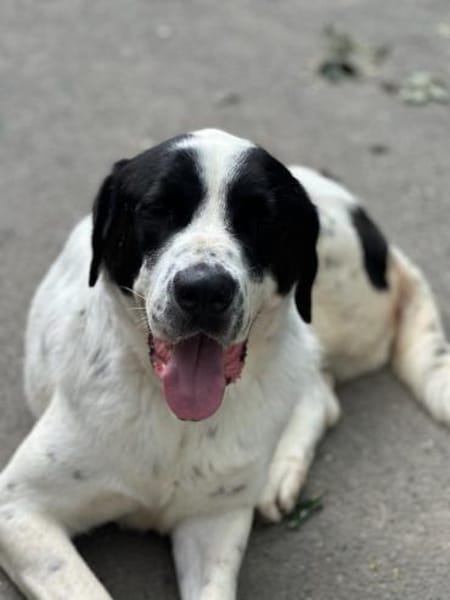 LUCKY - mit einem Herzen aus Gold