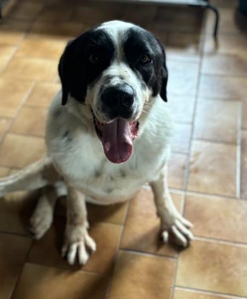 LUCKY - mit einem Herzen aus Gold