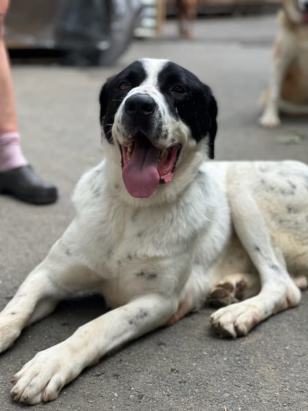 LUCKY - mit einem Herzen aus Gold