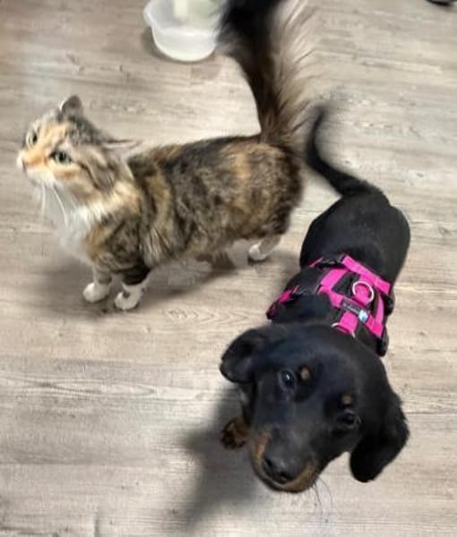 Skadi ❤ Pflegefamilie 41812 Erkelenz