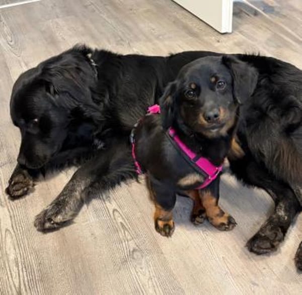 Skadi ❤ Pflegefamilie 41812 Erkelenz