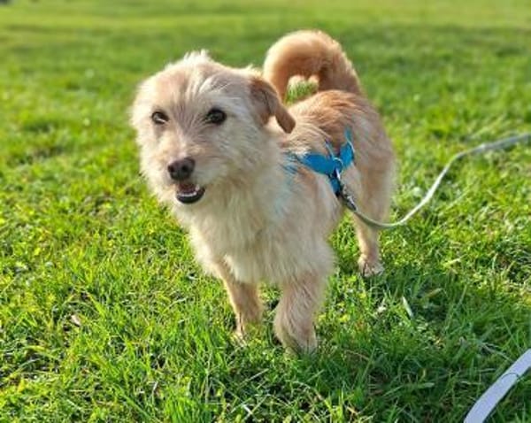 Elsbeth - kinderliebe Anfängerhündin