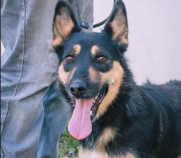 Lissy-perfekte Familienhündin in 82166