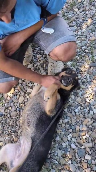 Lissy-perfekte Familienhündin in 82166