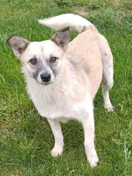 Katzenfreundliche Sina