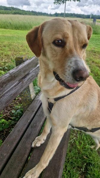 Gina, Pflegestelle in Baden Württemberg