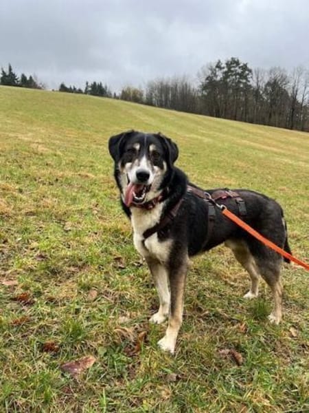 CAMEO -wahrer Sonnenschein-