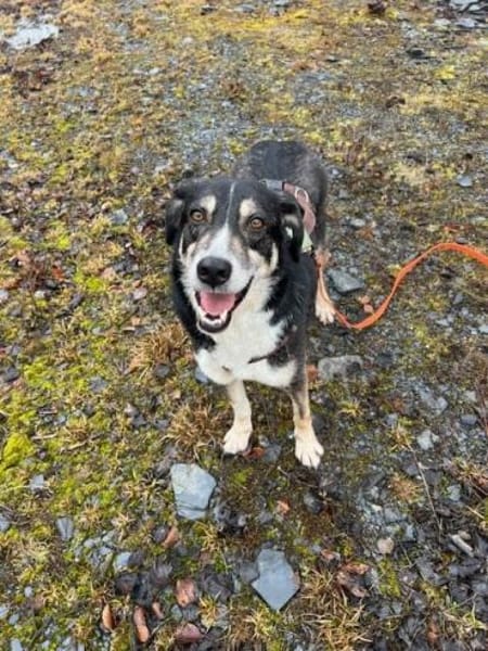 CAMEO -wahrer Sonnenschein-