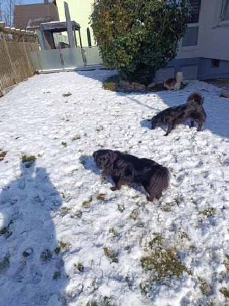 lieber Rüde Kiro auf PS in 90765