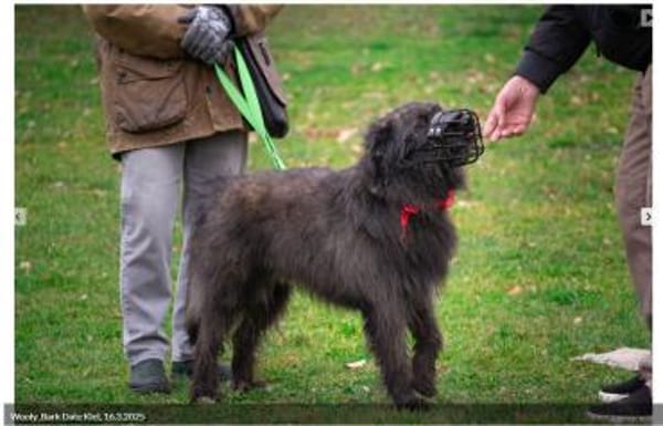 Wooly- sucht dringend erfahrenes Zuhause