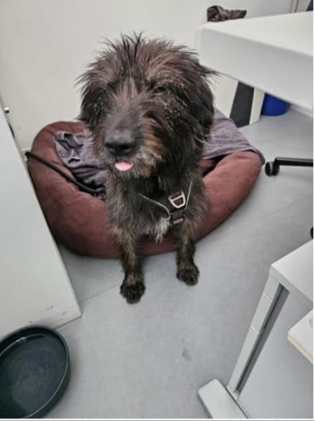 Wooly- sucht dringend erfahrenes Zuhause