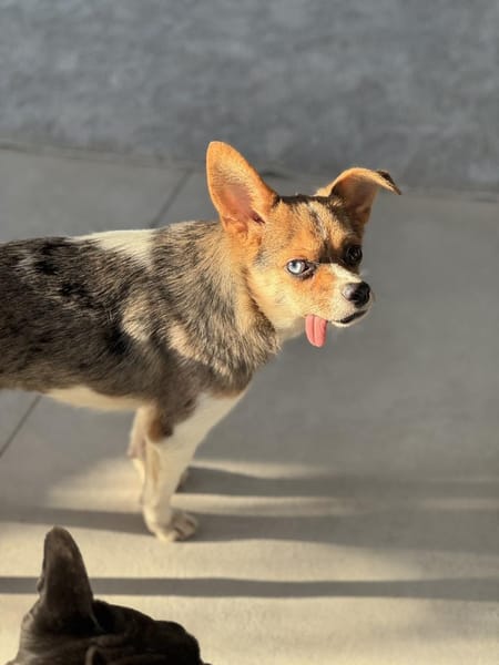 Kleine pfiffige Esther