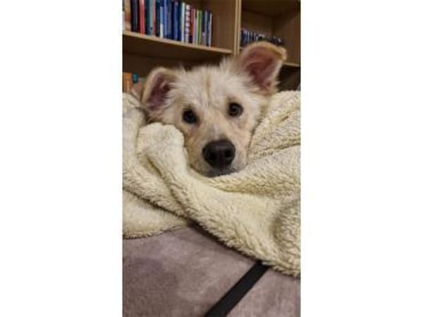 Mounty - wartet in 49143 Bissendorf