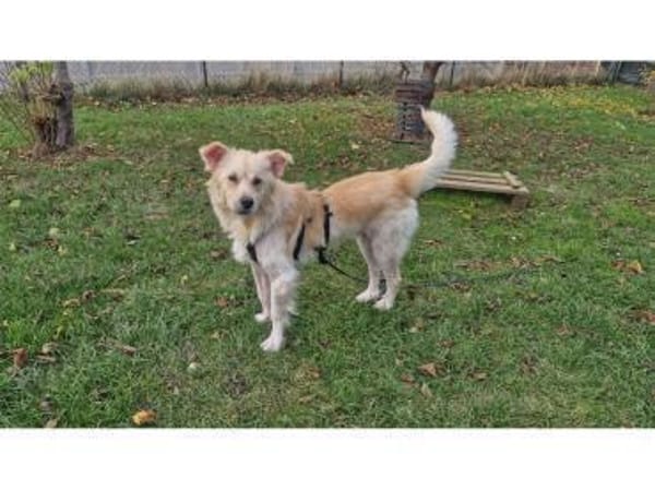 Mounty - wartet in 49143 Bissendorf