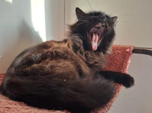 ***MOLLY und MONTY!***