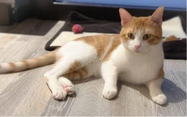 Melón -  hübsches weiß-rotes Tigerchen