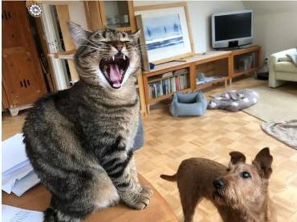 Reina-sozial, menschenbezogen & gutmütig