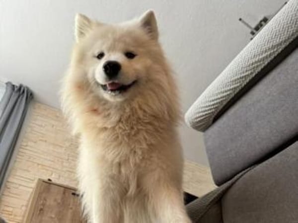 Über Loki  ein echter Prinz Charming