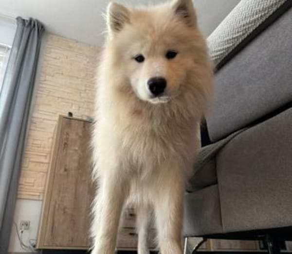 Über Loki  ein echter Prinz Charming