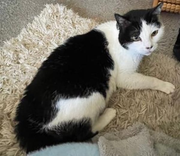 Unser Wunder Agata sucht liebes Home