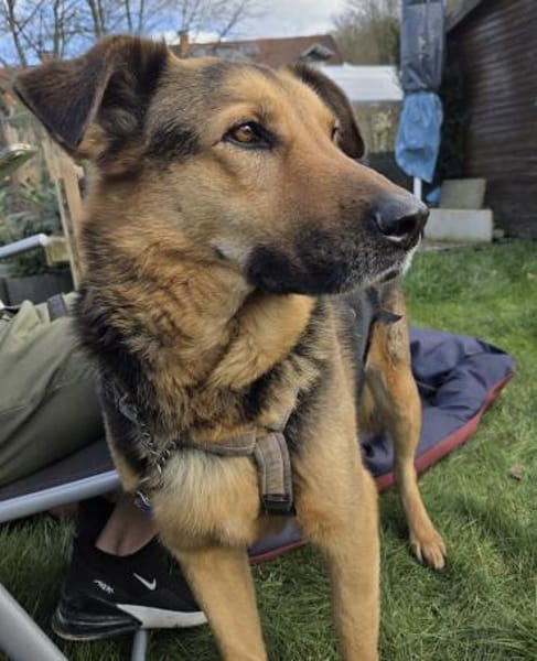 Oscar - dein Kumpel mit Teddy Charme