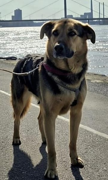 Oscar - dein Kumpel mit Teddy Charme