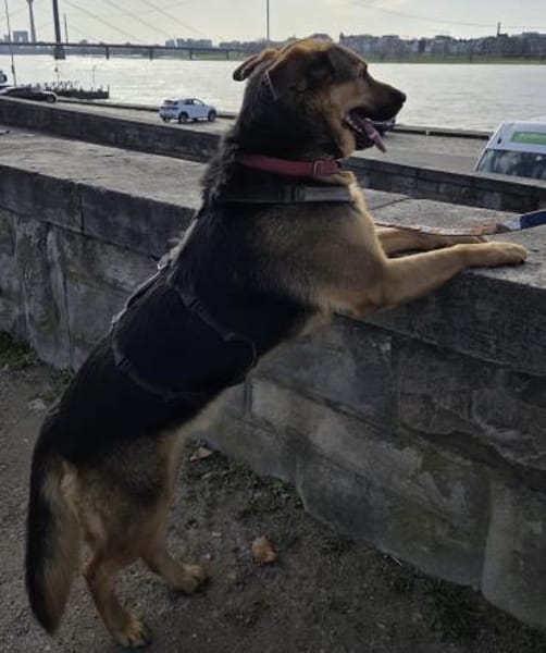 Oscar - dein Kumpel mit Teddy Charme