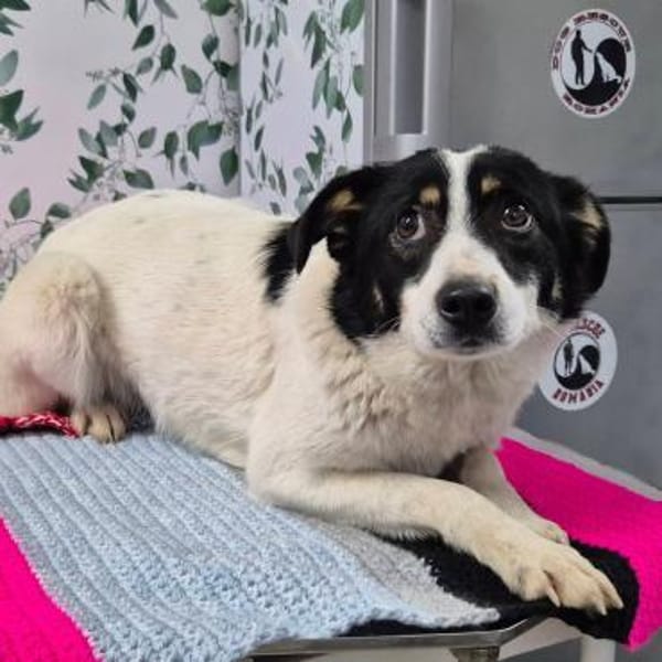 Ruby Zuhause gesucht